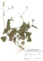 藏品(昭和草)的圖片